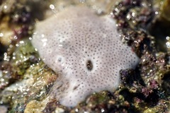 Lissoclinum perforatum