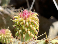 Opuntia caboensis