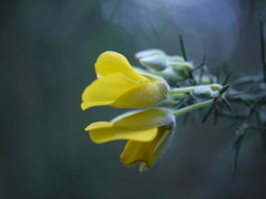 Ulex europaeus