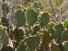 Opuntia caboensis