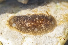 Dendrodoris grandiflora