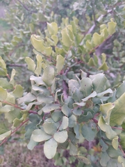 Ceratonia siliqua