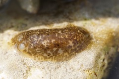 Dendrodoris grandiflora