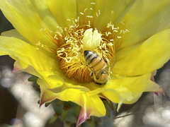 Opuntia caboensis