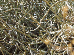 Cissus subaphylla image