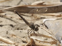 Brachythemis