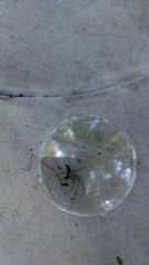 Tetragnatha quasimodo