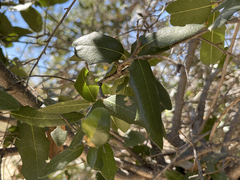 Quercus brandegeei