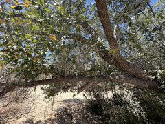 Quercus brandegeei