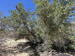 Quercus brandegeei