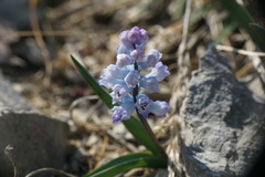 Hyacinthella dalmatica
