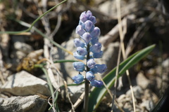 Hyacinthella dalmatica