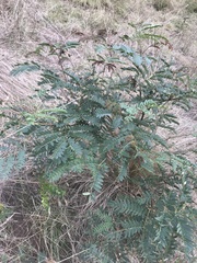 Acacia elata