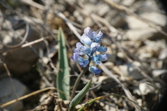 Hyacinthella dalmatica