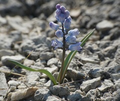 Hyacinthella dalmatica