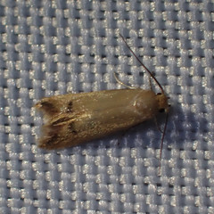Tachystola hemisema