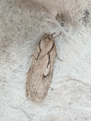 Semioscopis avellanella