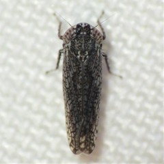 Lycioides