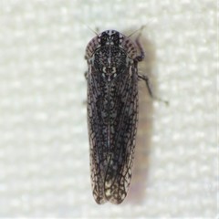 Lycioides