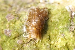 Spurilla neapolitana