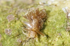 Spurilla neapolitana