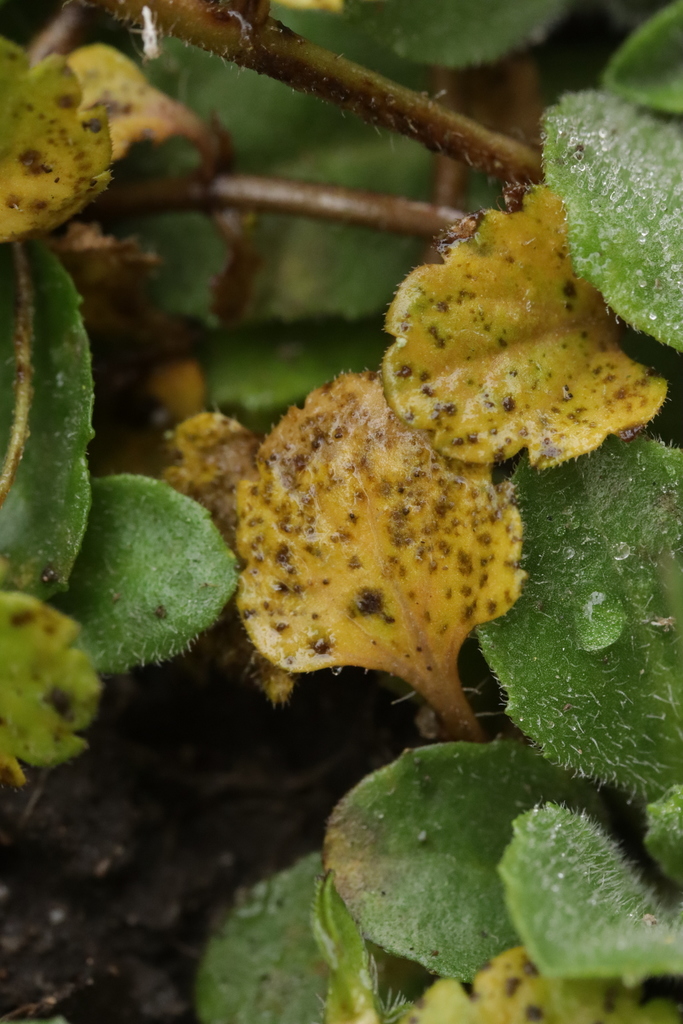 Discogloeum veronicae