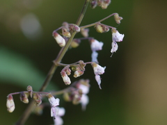 Isodon lophanthoides