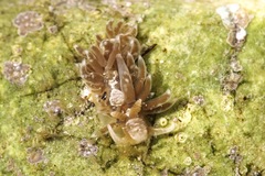 Spurilla neapolitana