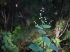 Isodon lophanthoides