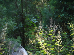 Isodon lophanthoides