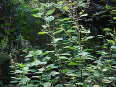 Isodon lophanthoides