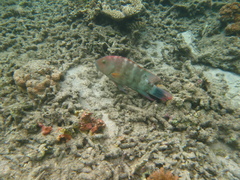 Cheilinus trilobatus