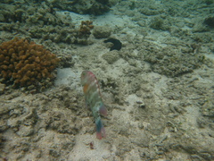 Cheilinus trilobatus