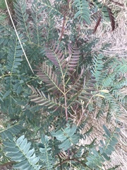Acacia elata