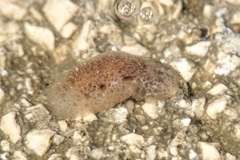 Pleurobranchida