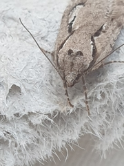 Semioscopis avellanella