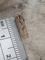 Semioscopis avellanella