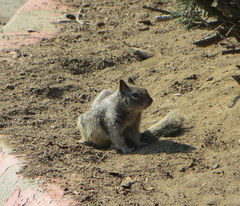 Otospermophilus beecheyi