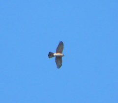 Accipiter cooperii