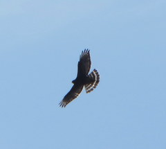 Buteo lineatus