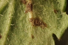 Discogloeum veronicae