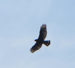 Buteo lineatus