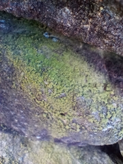 Klebsormidium crenulatum