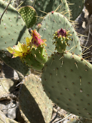 Opuntia caboensis