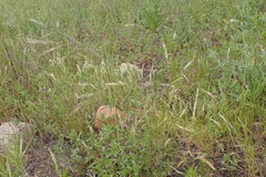 Deschampsia danthonioides