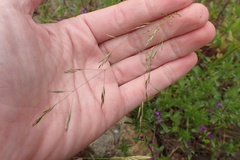 Deschampsia danthonioides