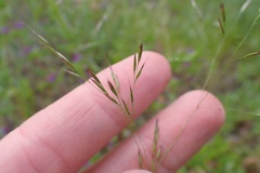 Deschampsia danthonioides