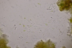 Discogloeum veronicae