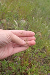 Deschampsia danthonioides