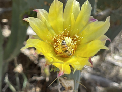 Opuntia caboensis